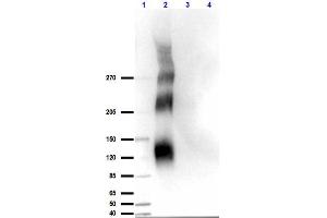 Western Blotting (WB) image for anti-Protein Kinase, DNA-Activated, Catalytic Polypeptide (PRKDC) (pThr2609) antibody (ABIN129603)