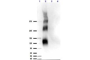 Western Blot results of Rabbit Anti-DNA Pkcs pT609 Antibody. (PRKDC 抗体  (pThr2609))