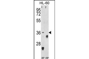 Western blot analysis of anti-TNFRSF14 Antibody (Center) Pab (ABIN653038 and ABIN2842652) pre-incubated without(lane 1) and with(lane 2) blocking peptide in HL-60 cell line lysate. (HVEM 抗体  (AA 210-236))