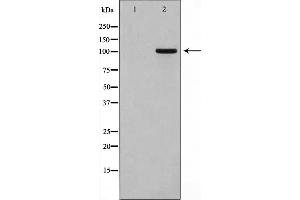 Western blot analysis on HT29 cell lysate using GPRIN1 Antibody，The lane on the left is treated with the antigen-specific peptide.