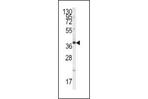 Western blot analysis of anti-Endophilin B1 Antibody (Y80) (ABIN392590 and ABIN2842121) in HepG2 cell line lysates (35 μg/lane). (SH3GLB1 抗体  (AA 59-86))