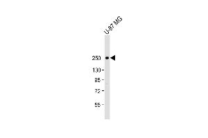 Anti-SCN1A Antibody (Center) at 1:2000 dilution + U-87 MG whole cell lysate Lysates/proteins at 20 μg per lane. (SCN1A 抗体  (AA 481-515))