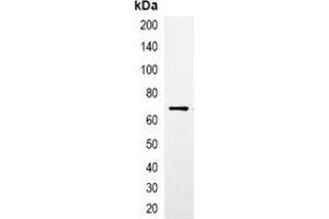 Immunoprecipitation of CBP-tagged protein from HEK293T cells transfected with vector overexpressing CBP tag, using Anti-CBP-tag Antibody. (CBP Tag 抗体)