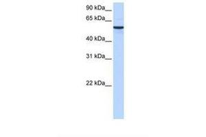 Image no. 1 for anti-Diphthamide Biosynthesis Protein 2 (DPH2) (AA 110-159) antibody (ABIN6738797) (DPH2 抗体  (AA 110-159))