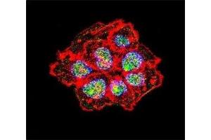 Immunofluorescence (IF) image for anti-Proto-oncogene tyrosine-protein kinase Src (Src) (AA 24-52) antibody (ABIN3029554)