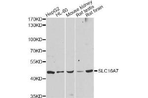 Western blot analysis of extracts of various cell lines, using SLC16A7 antibody (ABIN5998832) at 1:3000 dilution. (SLC16A7 抗体)