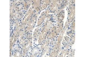 IHC-P analysis of Human Stomach Tissue, with DAB staining. (IGFBP2 抗体  (AA 148-325))