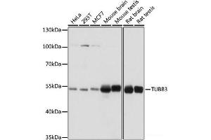 Western blot analysis of extracts of various cell lines using TUBB3 Polyclonal Antibody at dilution of 1:1000. (TUBB3 抗体)