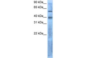 Western Blotting (WB) image for anti-Left-Right Determination Factor 2 (LEFTY2) antibody (ABIN2462529) (LEFTY2 抗体)