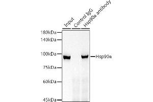 Immunoprecipitation analysis of 300 μg extracts of 293T cells using 3 μg Hsp90α antibody (ABIN7267588). (HSP90AA1 抗体)