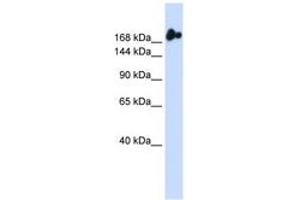 Image no. 1 for anti-Nucleoporin 98kDa (NUP98) (AA 36-85) antibody (ABIN6742838) (NUP98 抗体  (AA 36-85))