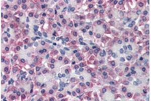 Human Pancreas (formalin-fixed, paraffin-embedded) stained with TTR antibody ABIN337094 at 10 ug/ml followed by biotinylated anti-goat IgG secondary antibody ABIN481715, alkaline phosphatase-streptavidin and chromogen. (TTR 抗体  (AA 89-100))
