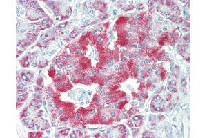 Anti-NARP / NPTX2 antibody IHC staining of human pancreas. (NPTX2 抗体  (AA 309-338))