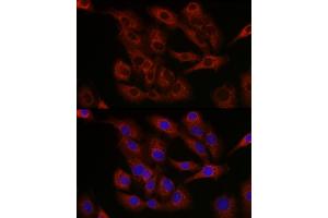 Immunofluorescence analysis of A-549 cells using Bcl-2 antibody (ABIN7265813) at dilution of 1:250.