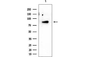 anti-Non-SMC Condensin II Complex, Subunit H2 (NCAPH2) antibody