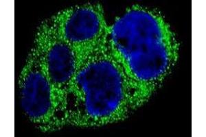 Confocal immunofluorescent analysis of AMACR Antibody (C-term) with HepG2 cell followed by Alexa Fluor® 488-conjugated goat anti-rabbit lgG (green). (AMACR 抗体  (C-Term))