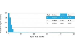 Analysis of Protein Array containing more than 19,000 full-length human proteins using Langerin (CD207) Mouse Monoclonal Antibody (LGRN/1821). (CD207 抗体  (AA 74-213))