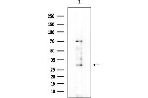 anti-Trace Amine Associated Receptor 9 (TAAR9) (N-Term) antibody
