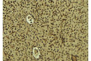 ABIN6279816 at 1/100 staining Mouse liver tissue by IHC-P. (SH3BGRL3 抗体  (Internal Region))
