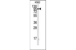 Western blot analysis of anti-FGFR1 Antibody in K562 cell line lysates (35ug/lane). (FGFR1 抗体  (Tyr154))
