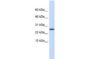 WB Suggested Anti-PDPN Antibody Titration: 0. (Podoplanin 抗体  (Middle Region))