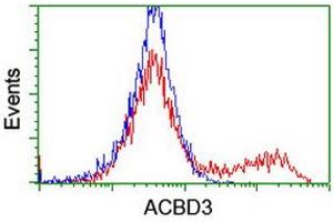 HEK293T cells transfected with either RC208434 overexpress plasmid (Red) or empty vector control plasmid (Blue) were immunostained by anti-ACBD3 antibody (ABIN2455846), and then analyzed by flow cytometry. (ACBD3 抗体)