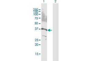 Western Blot analysis of GPS2 expression in transfected 293T cell line by GPS2 MaxPab polyclonal antibody. (GPS2 抗体  (AA 1-327))