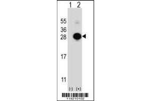 Western blot analysis of MOBKL1B using rabbit polyclonal MOBKL1B Antibody using 293 cell lysates (2 ug/lane) either nontransfected (Lane 1) or transiently transfected (Lane 2) with the MOBKL1B gene. (MOB1A 抗体  (C-Term))