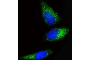 Immunofluorescence (IF) image for anti-Branched Chain Keto Acid Dehydrogenase E1, beta Polypeptide (BCKDHB) (AA 41-70), (N-Term) antibody (ABIN654629)