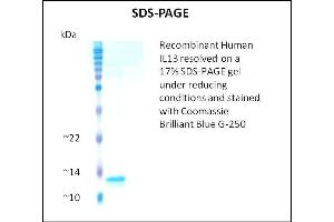 SDS-PAGE (SDS) image for Interleukin 13 (IL13) (Active) protein (ABIN5509340) (IL-13 蛋白)