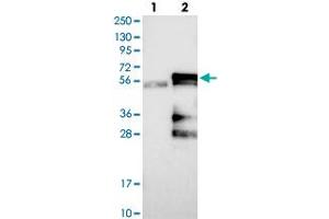 Western blot analysis of Lane 1: Negative control (vector only transfected HEK293T lysate), Lane 2: Over-expression Lysate (Co-expressed with a C-terminal myc-DDK tag (~3. (KCMF1 抗体)