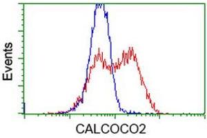 HEK293T cells transfected with either RC203843 overexpress plasmid (Red) or empty vector control plasmid (Blue) were immunostained by anti-CALCOCO2 antibody (ABIN2453920), and then analyzed by flow cytometry. (CALCOCO2 抗体)