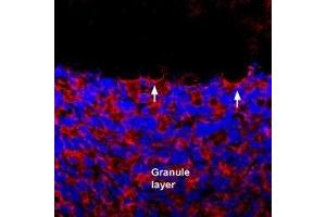 Expression of GluK1 in rat cerebellum - Immunohistochemical staining of perfusion-fixed frozen rat brain sections using Anti-GRIK1 (GluK1) (extracellular) Antibody (ABIN7043237, ABIN7044334 and ABIN7044335), (1:400), followed by donkey anti rabbit-Cy3 antibody. (GRIK1 抗体  (Extracellular))