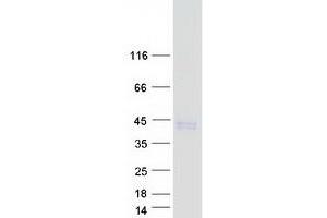 Western Blotting (WB) image for C-Type Lectin Domain Family 12, Member B (CLEC12B) (Transcript Variant 1) protein (Myc-DYKDDDDK Tag) (ABIN2716810)