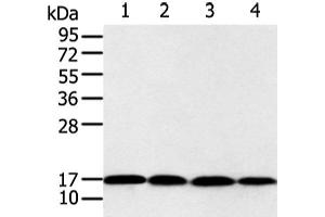 Western blot analysis of 293T and Jurkat cell using UBE2I Polyclonal Antibody at dilution of 1:650 (UBE2I 抗体)