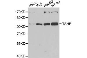 Western blot analysis of extracts of various cell lines, using TSHR antibody (ABIN5974109) at 1/1000 dilution. (TSH receptor 抗体)