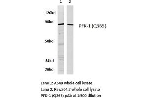Western blot (WB) analysis of PFK-1 antibody in extracts from A549 and raw264. (PFKL 抗体)