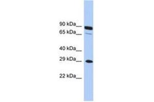 Image no. 1 for anti-Homeobox C5 (HOXC5) (C-Term) antibody (ABIN6744489) (Homeobox C5 抗体  (C-Term))