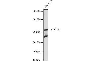 Western blot analysis of extracts of NIH/3T3 cells, using CDC16 Rabbit mAb (ABIN1678585, ABIN3017837, ABIN3017838 and ABIN7101525) at 1:1000 dilution. (CDC16 抗体)