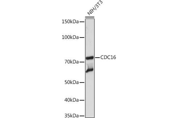 CDC16 抗体