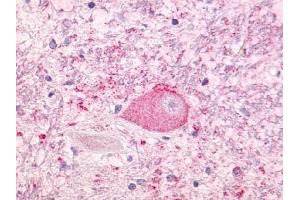 Immunohistochemical staining of Brain (Neurons and glia) using anti- NTSR1 antibody ABIN122341 (NTSR1 抗体)