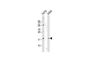 Western Blot at 1:2000 dilution Lane 1: T47D whole cell lysate Lane 2: A549 whole cell lysate Lysates/proteins at 20 ug per lane. (ARL2 抗体  (AA 54-82))