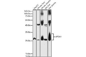 Western blot analysis of extracts of various cell lines, using  antibody (ABIN3021494, ABIN3021495, ABIN3021496 and ABIN6215152) at 1:500 dilution. (APOA1 抗体  (AA 20-267))
