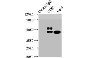 Immunoprecipitating CCR9 in HL-60 whole cell lysate Lane 1: Rabbit control IgG instead of ABIN7127390 in HL-60 whole cell lysate. (Recombinant CCR9 抗体)