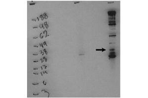 Image no. 1 for anti-Sphingosine Kinase 1 (SPHK1) (pSer225) antibody (ABIN4620349) (SPHK1 抗体  (pSer225))