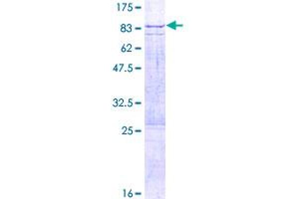 OMA1 Protein (AA 1-524) (GST tag)