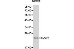 Western Blotting (WB) image for anti-Teratocarcinoma-Derived Growth Factor 1 (TDGF1) antibody (ABIN1875048) (TDGF1 抗体)