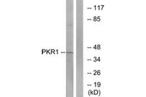 Western blot analysis of extracts from COLO cells, using PKR1 Antibody. (Prokineticin Receptor 1 抗体  (AA 19-68))