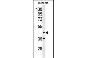 MYLIP Antibody (Center ) (ABIN651508 and ABIN2840270) western blot analysis in mouse heart tissue lysates (35 μg/lane). (MYLIP 抗体  (AA 111-139))