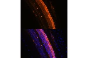 Immunofluorescence analysis of mouse eye using KCNS2 Polyclonal Antibody (ABIN7269478) at dilution of 1:100 (40x lens). (KCNS2 抗体  (AA 1-187))
